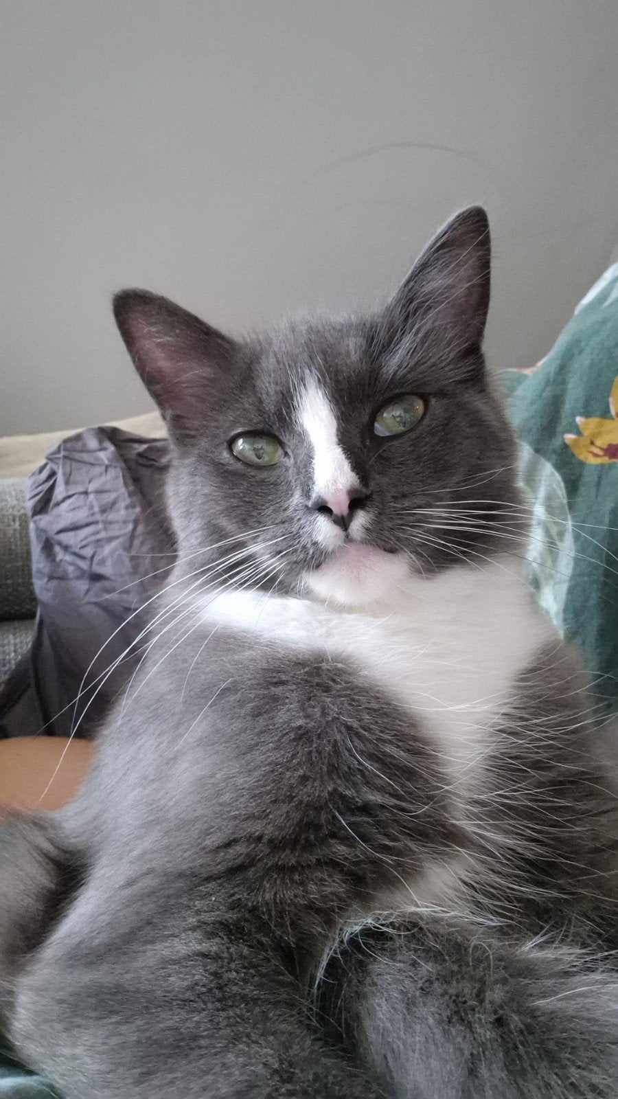 maine coone x ragdoll kater 9 mnd (niet gecastreerd), Dieren en Toebehoren, Kater, Gechipt, 0 tot 2 jaar