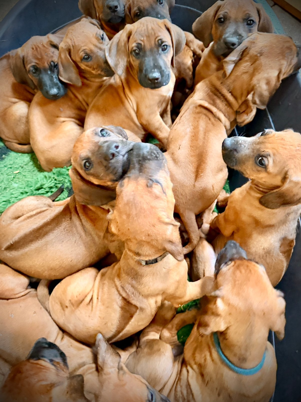 Rhodesian ridgeback pups, Parvo, Overige rassen, 8 tot 15 weken, Meerdere