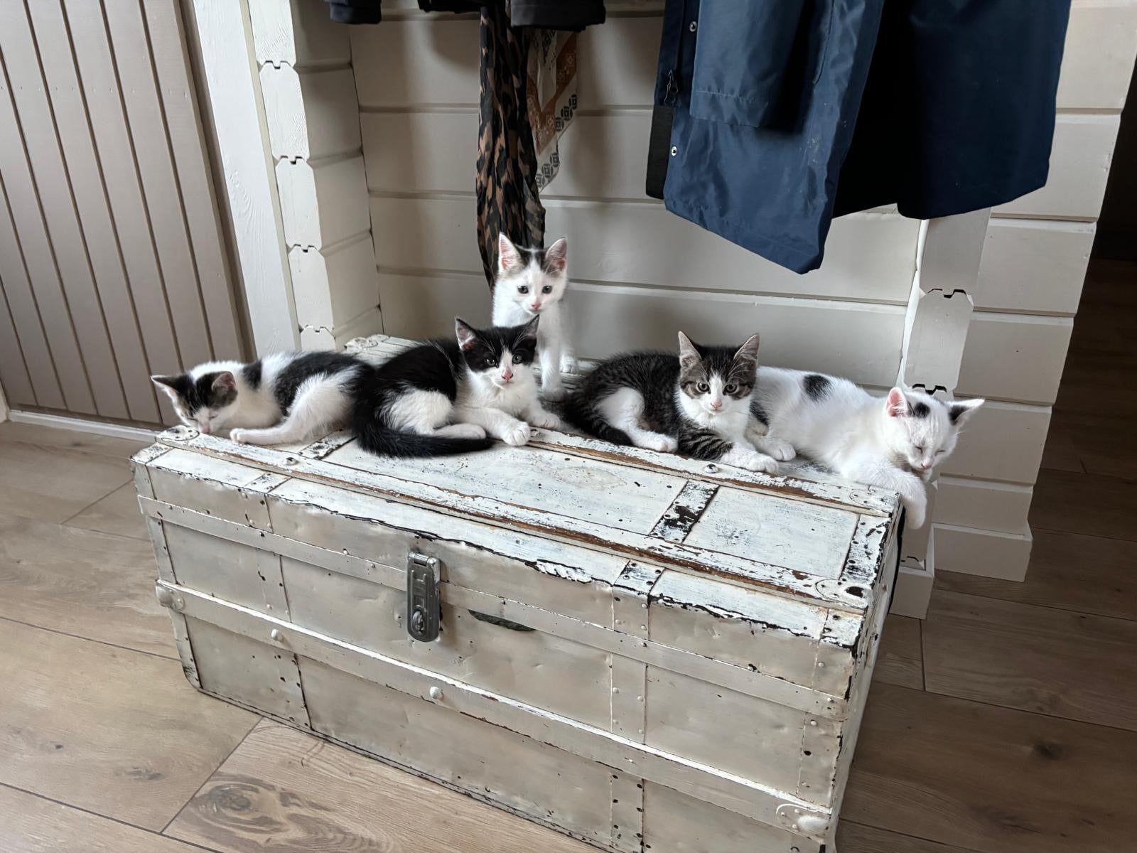 Super lieve kittens, Meerdere dieren, Ontwormd