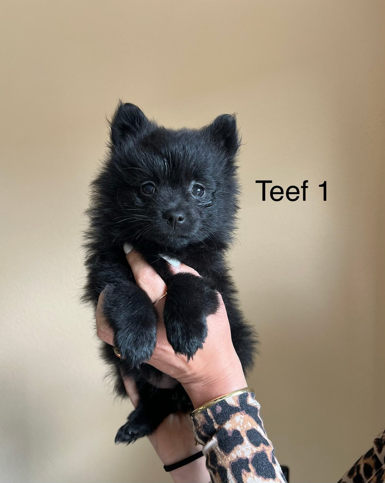 Mogen verhuizen ! Pomeriaan X kees pups teef reu, Dieren en Toebehoren, Honden | Chihuahua's en Gezelschapshonden, Parvo, Overige rassen