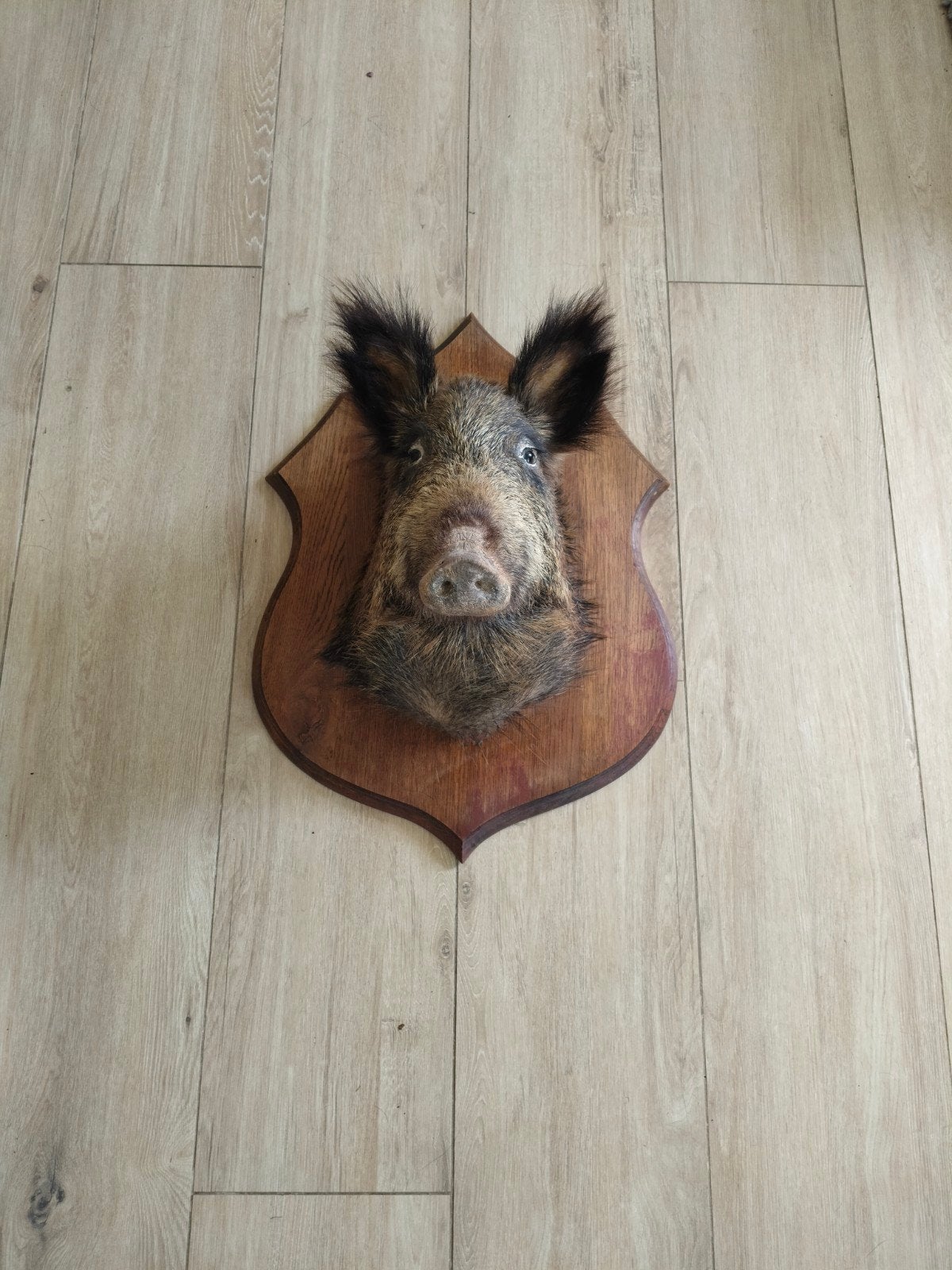 Opgezette wild zwijn kop, Verzamelen, Dierenverzamelingen, Ophalen, Gebruikt, Wild dier, Opgezet dier