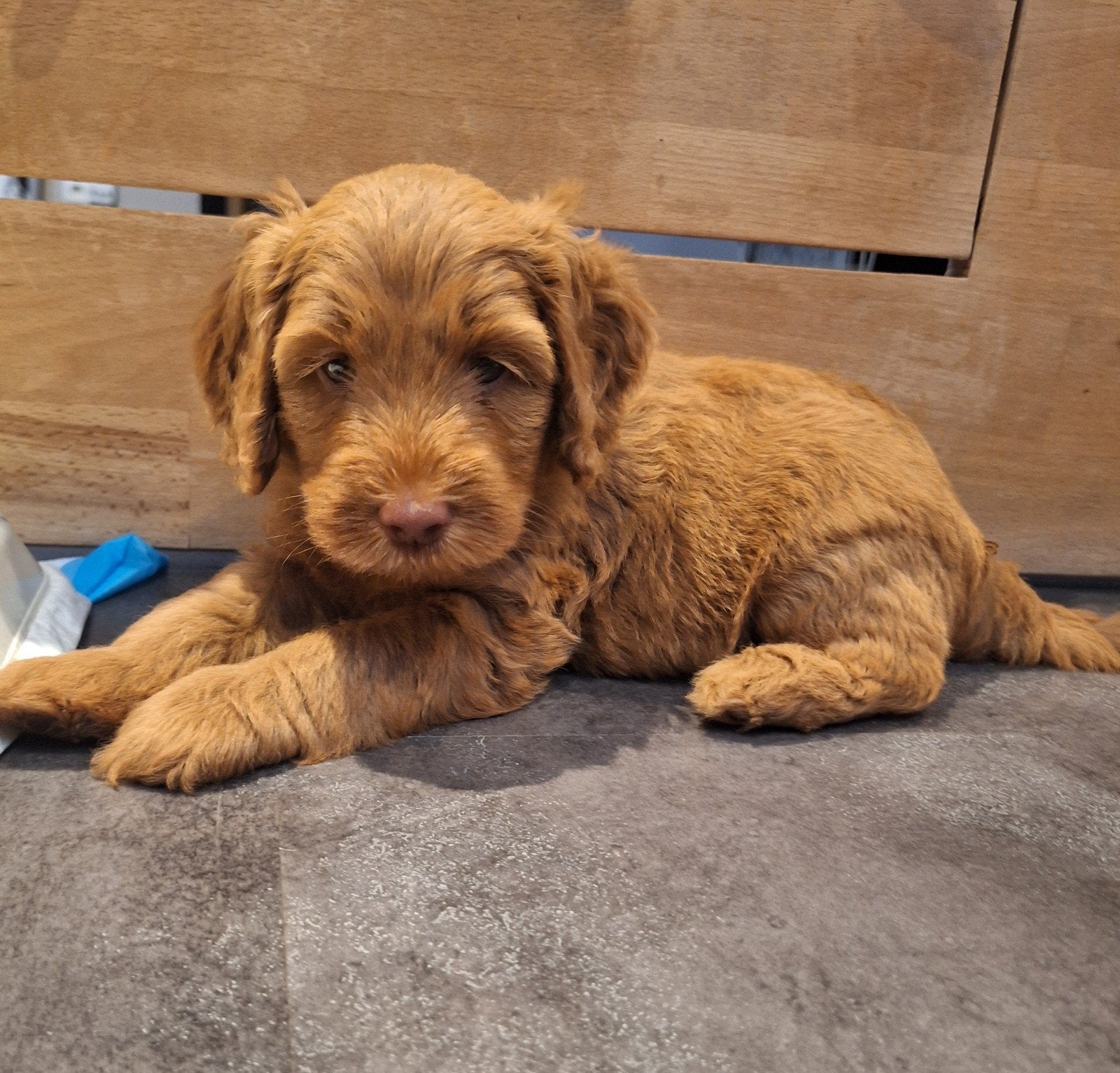 MINI Australian labradoodle pups, Dieren en Toebehoren, Honden | Retrievers, Spaniëls en Waterhonden, Meerdere dieren, Overige rassen
