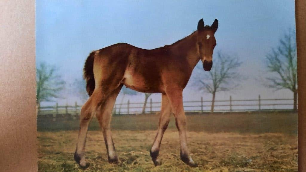 ansichtkaart kaart paard veulen Popp verlag, Verzamelen, Ophalen, 1960 tot 1980, Ongelopen, Paard
