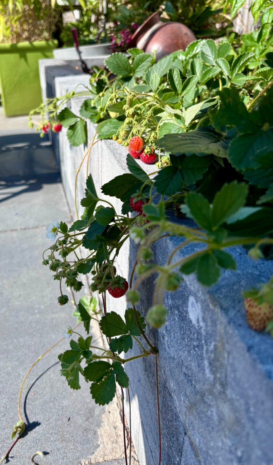 Aardbeien planten - per 6- Aardbeien - Fruit - Voedselbos, Tuin en Terras, Planten | Tuinplanten, Volle zon, Vaste plant, Ophalen of Verzenden