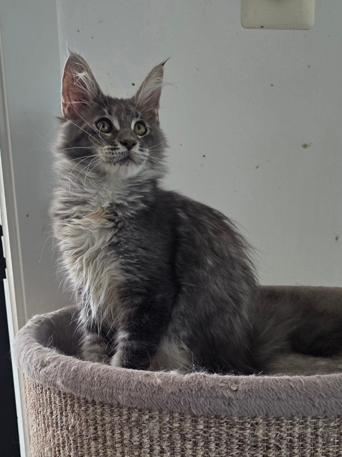 Mooie maine coon kittens met stamboom, Dieren en Toebehoren, Katten en Kittens | Raskatten | Langhaar, Meerdere dieren, Met stamboom