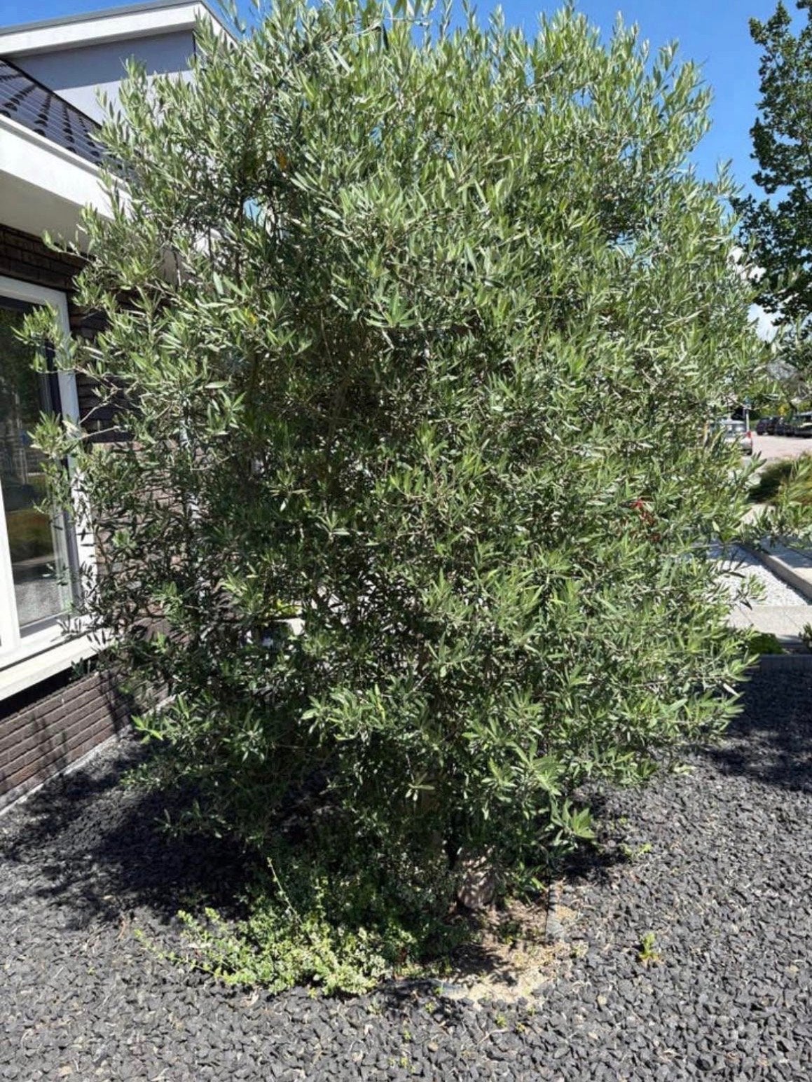 Grote Olijfboom, Tuin en Terras, Planten | Bomen, Lente, Olijfboom, 250 tot 400 cm, Ophalen