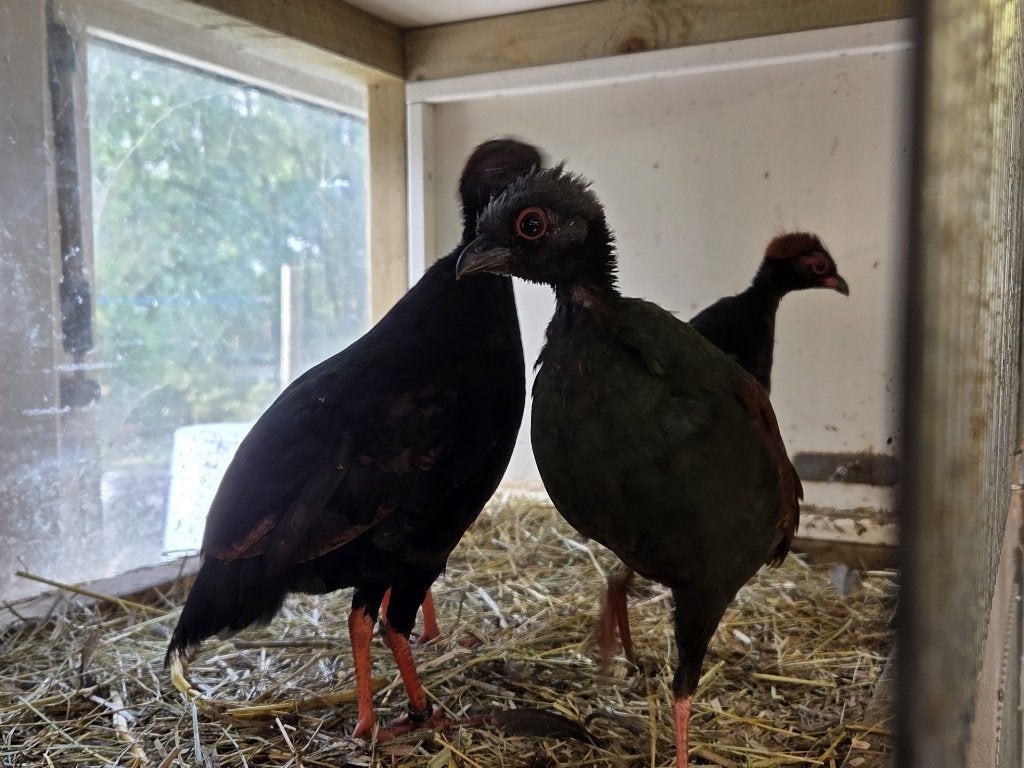 Roul Roul, Mannelijk, Tropenvogel, Geringd