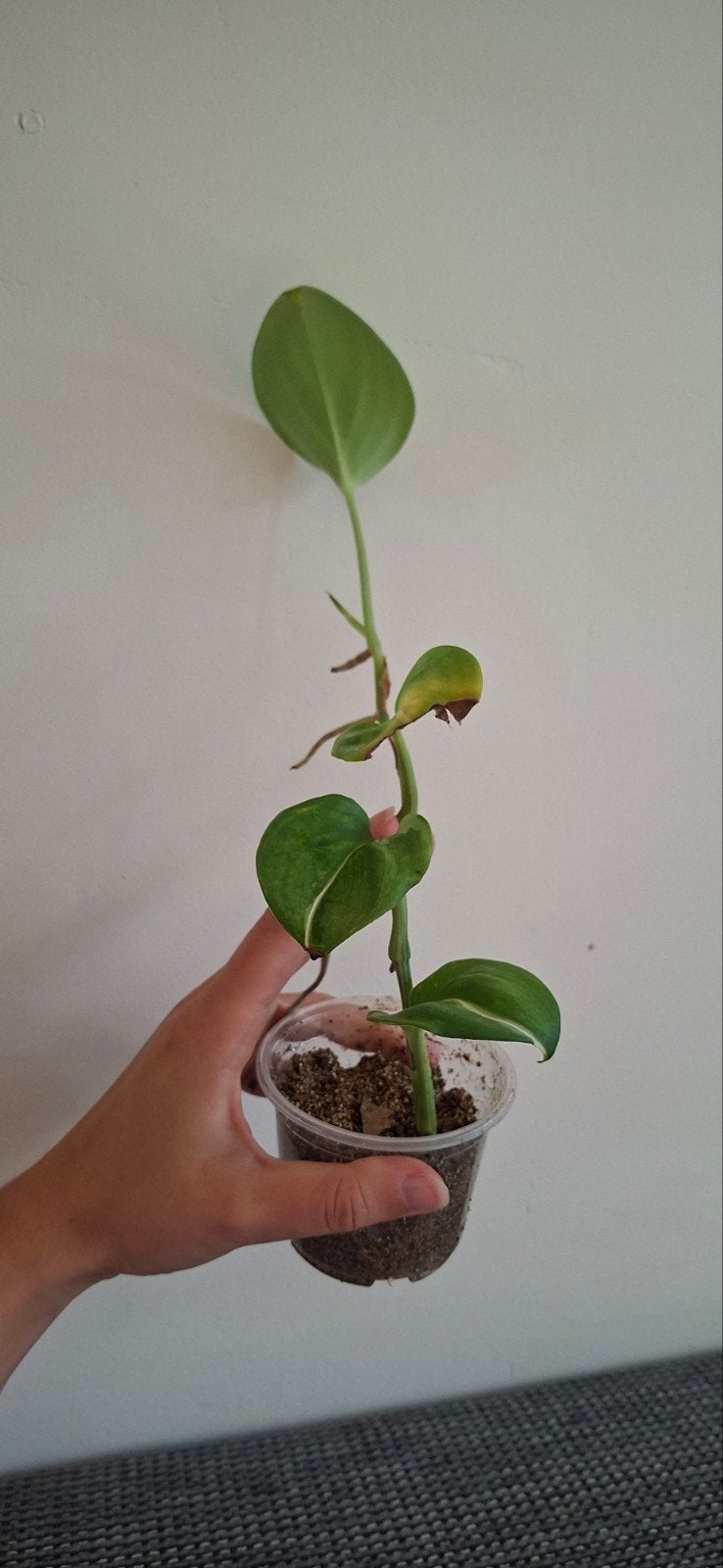 grote stek scindapsus moonlight variegata, Ophalen, Halfschaduw, Minder dan 100 cm