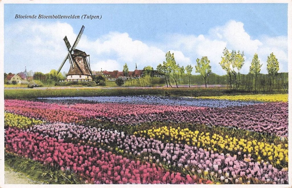 703-455-005 Bloeiende Bloembollenvelden (Tulpen), Verzenden, Voor 1920, Noord-Holland