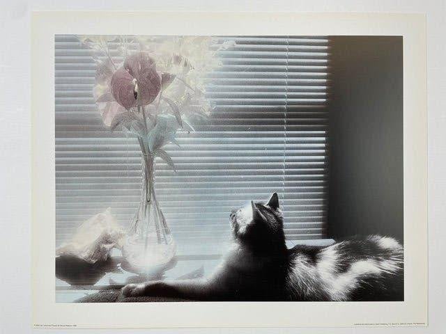 poster Patricia Ridenour CAT CONCH AND FLOWERS 1986 (1986), Ophalen of Verzenden, Zo goed als nieuw, Minder dan 50 cm, Foto of Poster