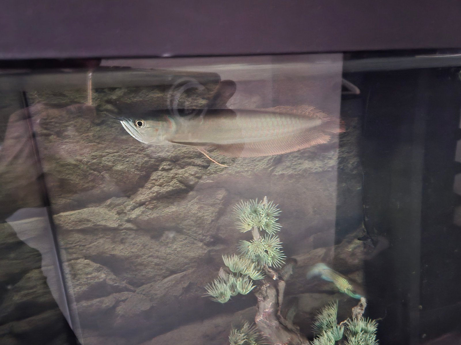 Zilveren arowana 40cm, Dieren en Toebehoren, Vis
