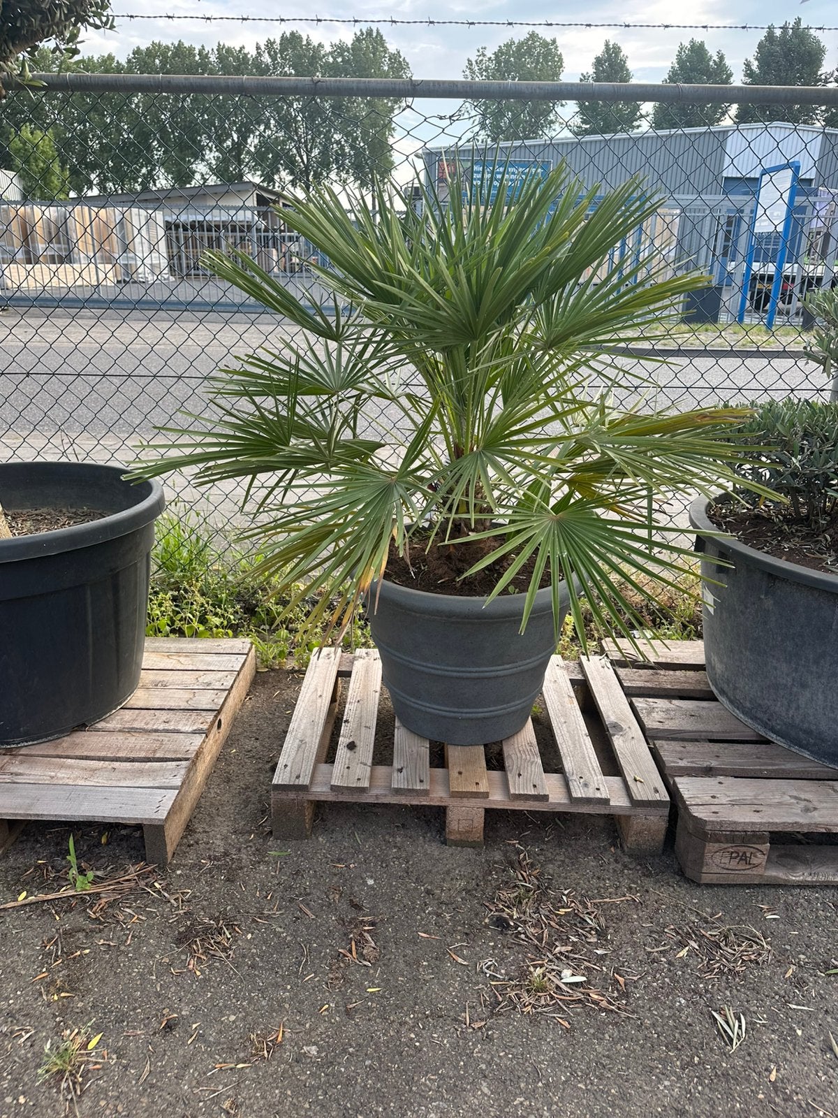 Chamearops palm compleet in pot, Ophalen of Verzenden