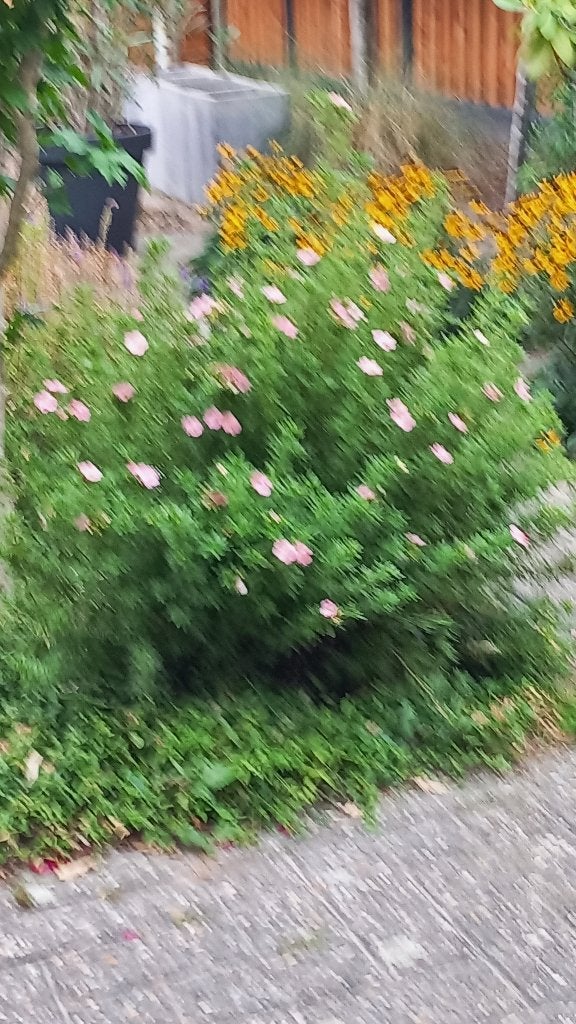 potentilla ( ganzerik ), Tuin en Terras, Volle zon, Vaste plant, Zomer, Ophalen