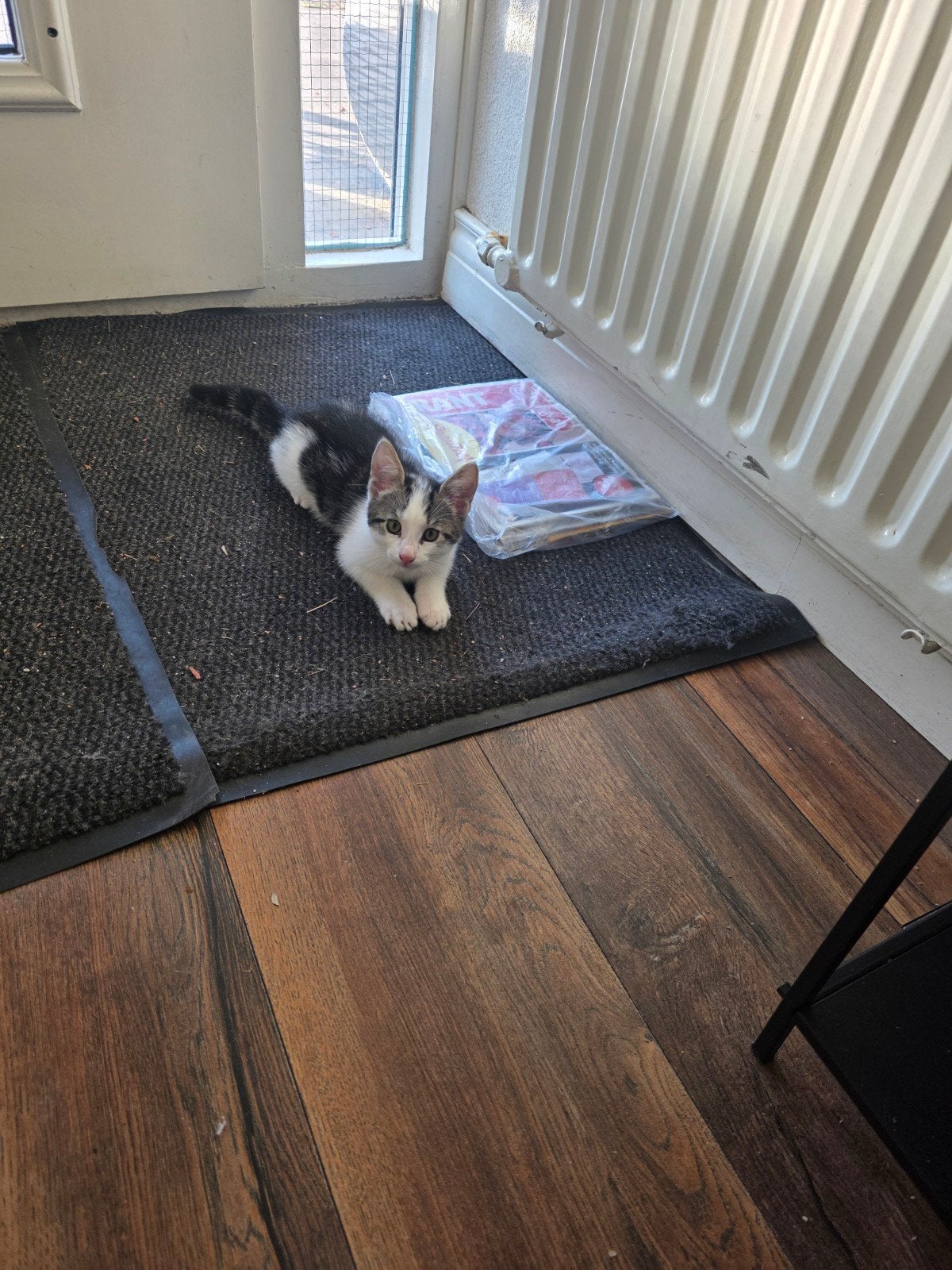 kittens