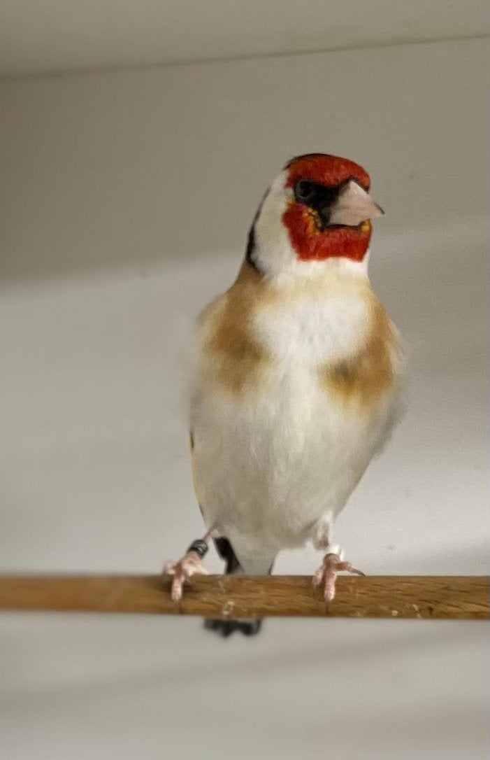 Te koop major putters 2025, Dieren en Toebehoren, Vogels | Overige Vogels, Meerdere dieren, Wildzangvogel