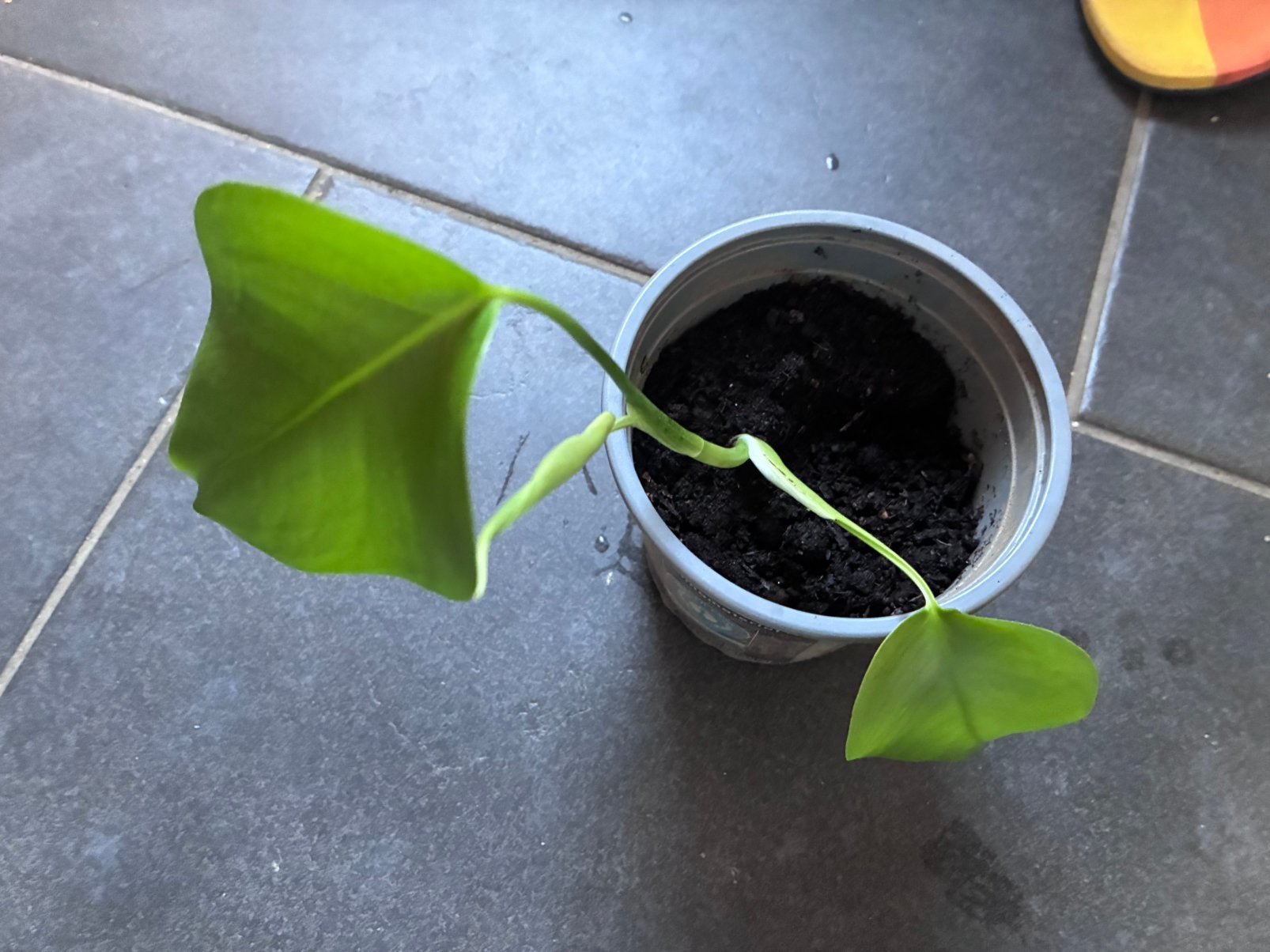 Baby Monstera, 3 bladeren, Ophalen, Halfschaduw, Minder dan 100 cm