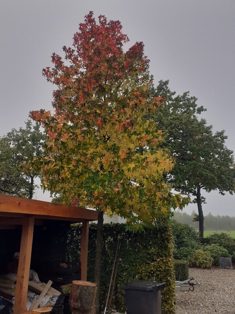 Amber bomen, Tuin en Terras, Ophalen of Verzenden, Volle zon, Overige soorten