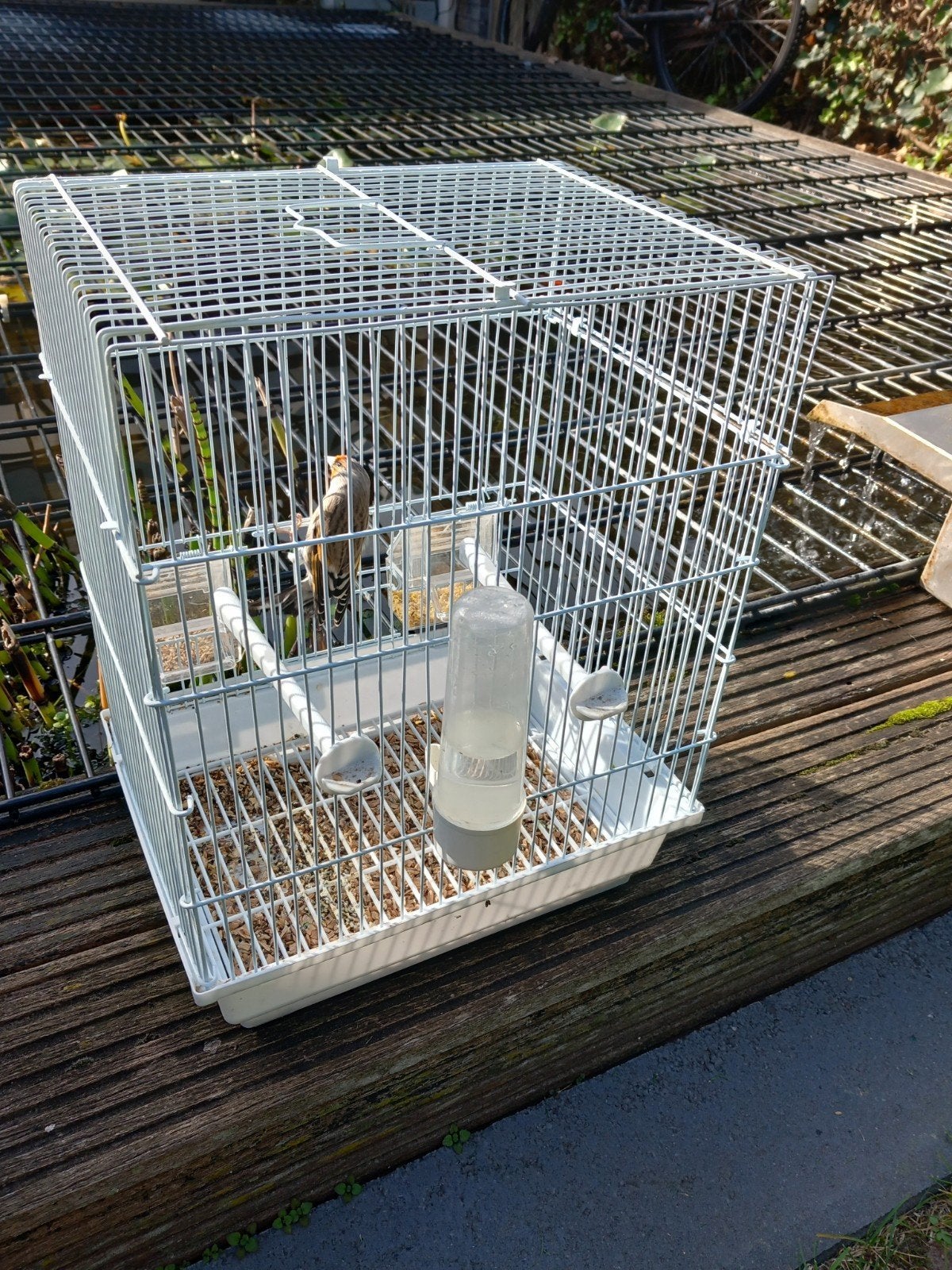 bastaard met kooitje, Ophalen, Zo goed als nieuw, Metaal, Vogelkooi