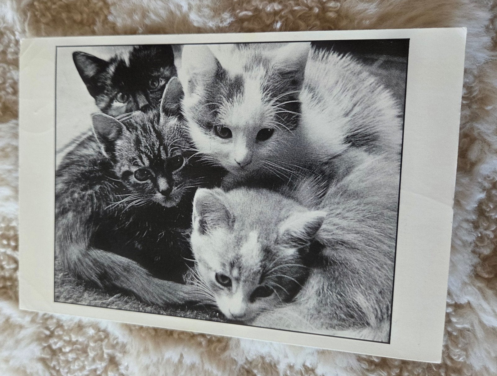 Ansichtkaart met kittens en felicitatieboodschap, Verzenden, 1980 tot heden, Gelopen, Hond of Kat