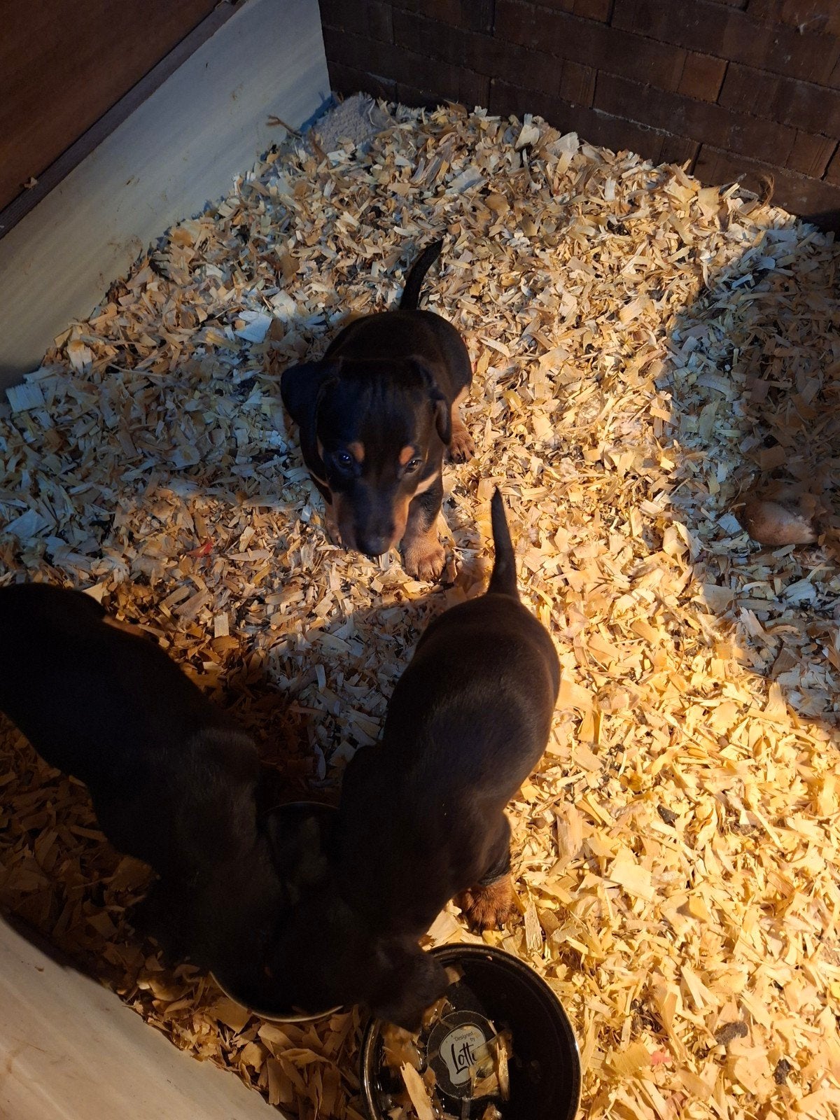 jack russel pups, 8 tot 15 weken, Meerdere, Nederland, Particulier