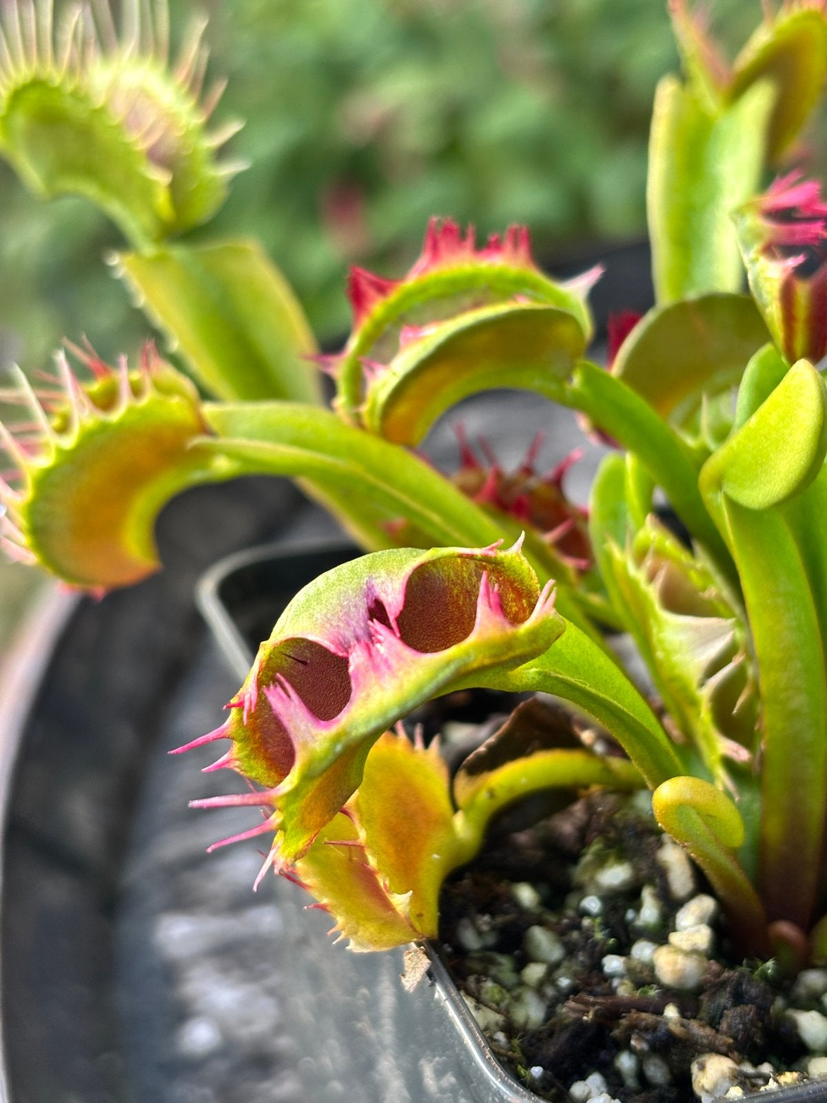 Vleesetende plant - Venusvliegenvanger (Dionaea muscipula), Tuin en Terras, Volle zon, Vaste plant, Zomer, Ophalen