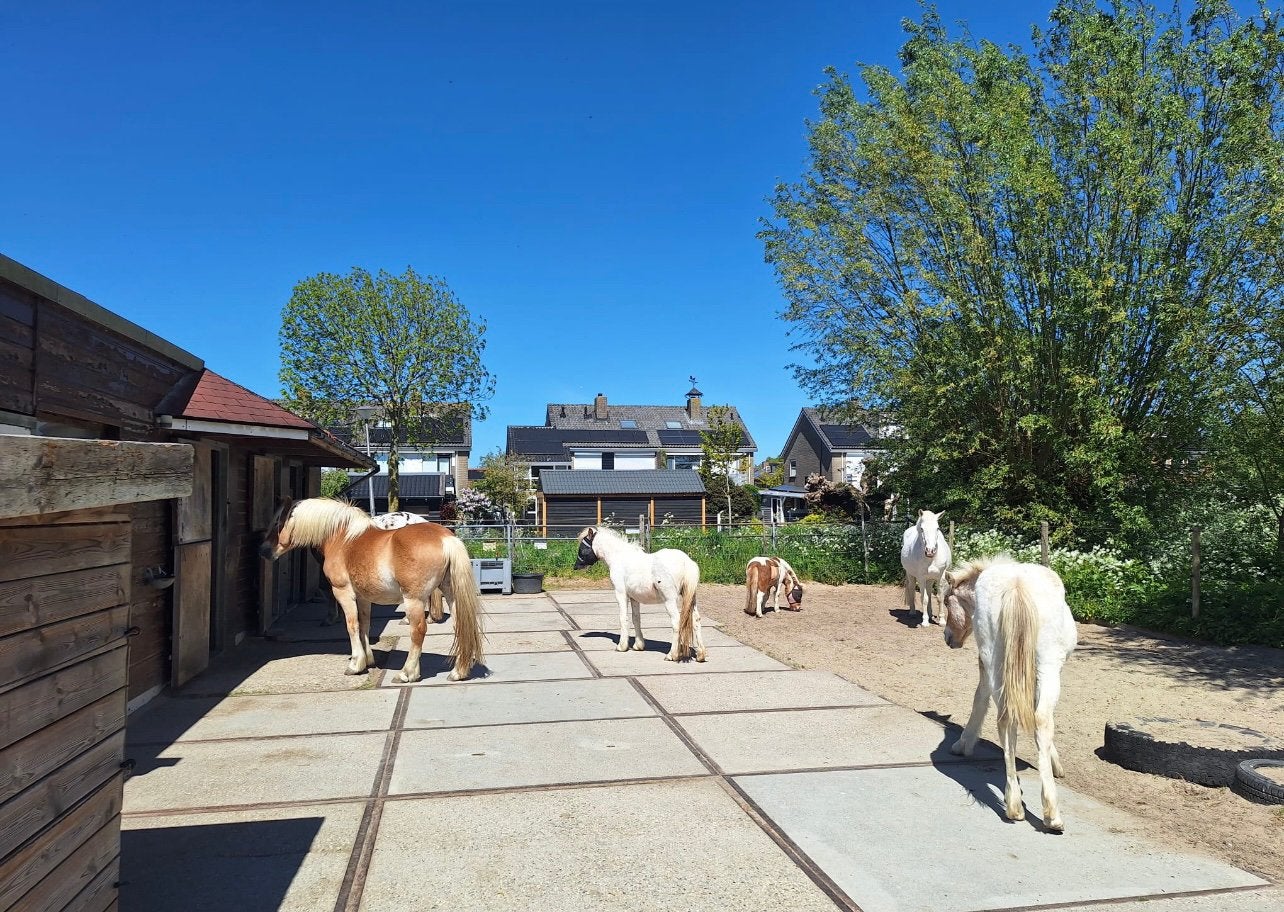 Vanaf september: browsing paddock paradise plek beschikbaar, Dieren en Toebehoren, Stalling en Weidegang, Stalling, 2 of 3 paarden of pony's