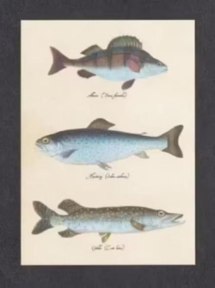 Vissen Florel Baars Snoek Ansichtkaart., Ophalen of Verzenden, 1980 tot heden, Ongelopen, Waterdier