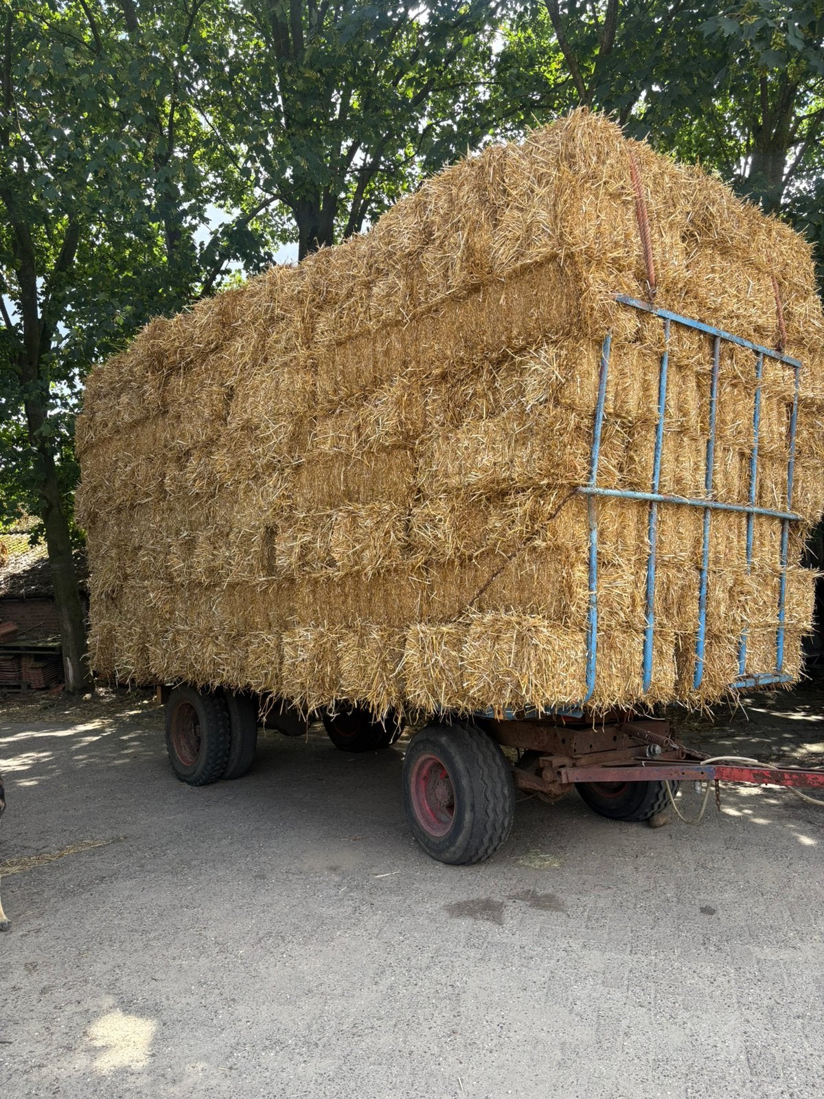 kleine pakken tarwe stro ., Ophalen, Vee
