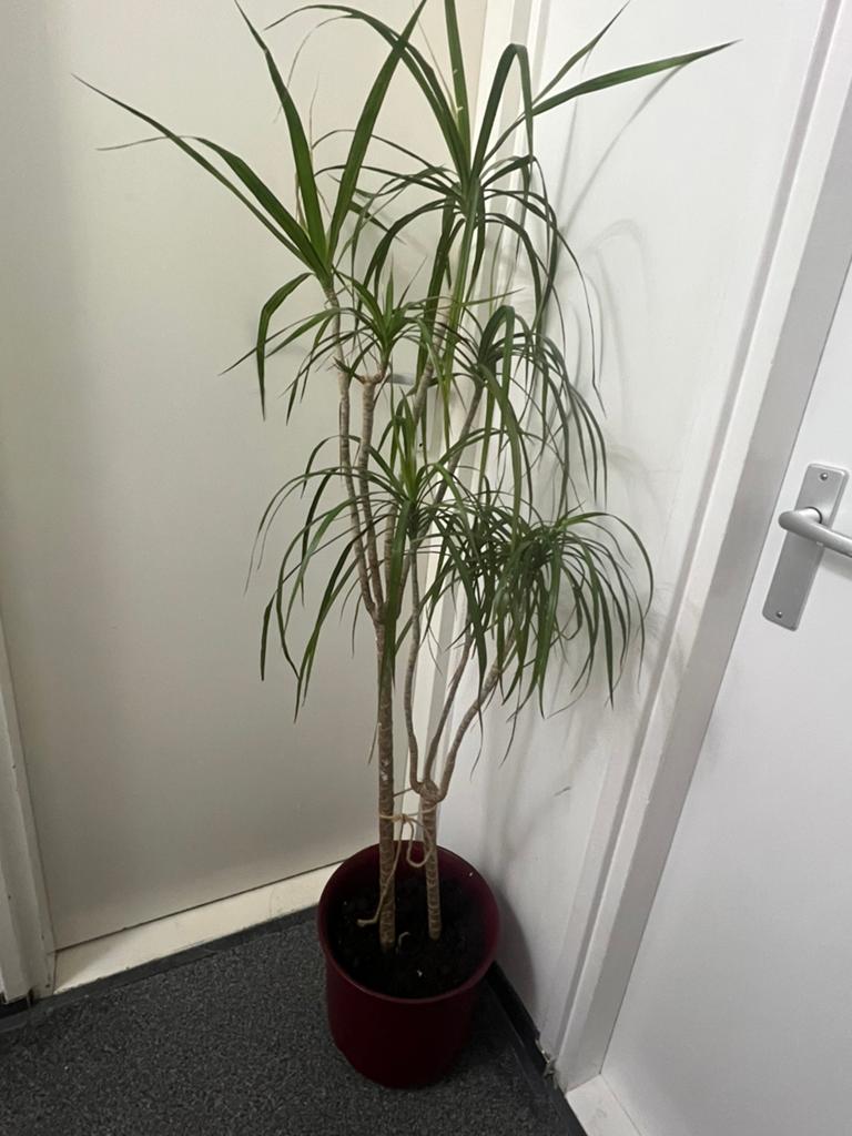 Goed verzorgde en mooie kamerplanten, Ophalen of Verzenden, Overige soorten, Volle zon