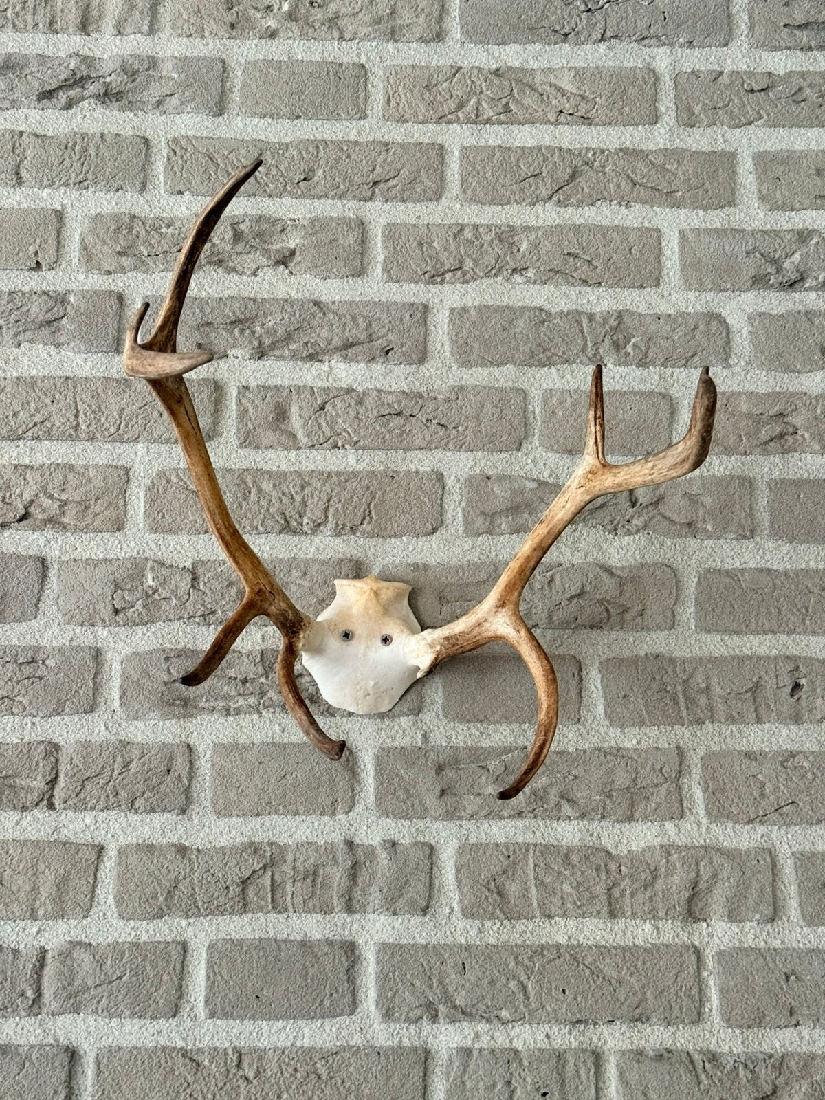 *Rendier gewei uit Lapland*, Ophalen of Verzenden, Zo goed als nieuw, Gewei of Kop
