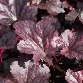 Heuchera 'Plum pudding GEZOCHT, Tuin en Terras, Bodembedekkers, Vaste plant, Ophalen of Verzenden, Halfschaduw