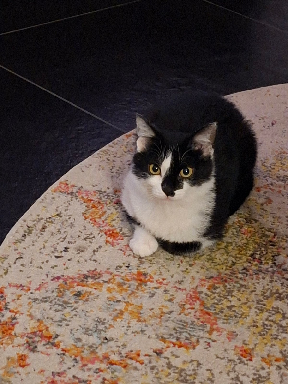 Katertje, Dieren en Toebehoren, Kater, Kortharig, 0 tot 2 jaar
