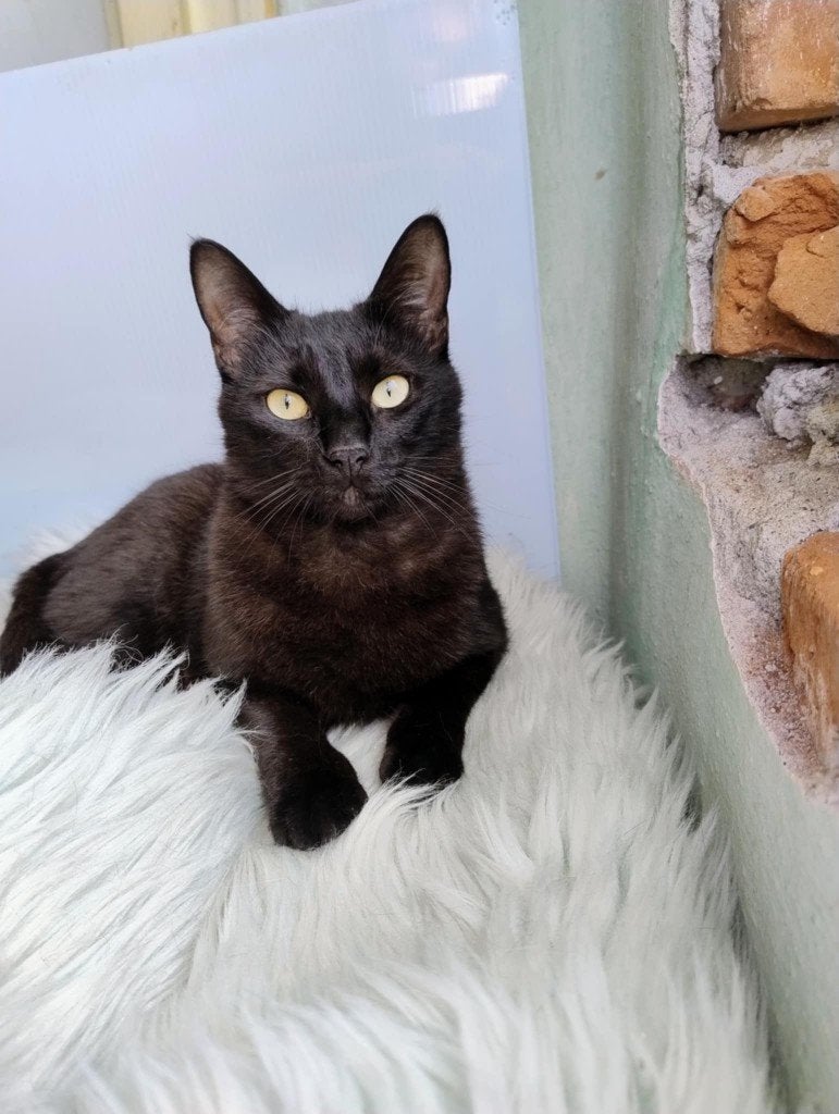 BINNENKAT Ariana 3jr. Bulgarije Kroeler/aanhankelijk/cats, Poes, Kortharig, 3 tot 5 jaar