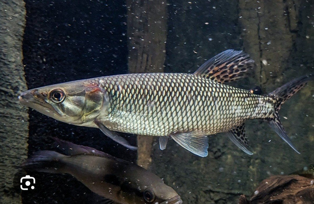 Gezocht: Hepsetus odoe, Vis