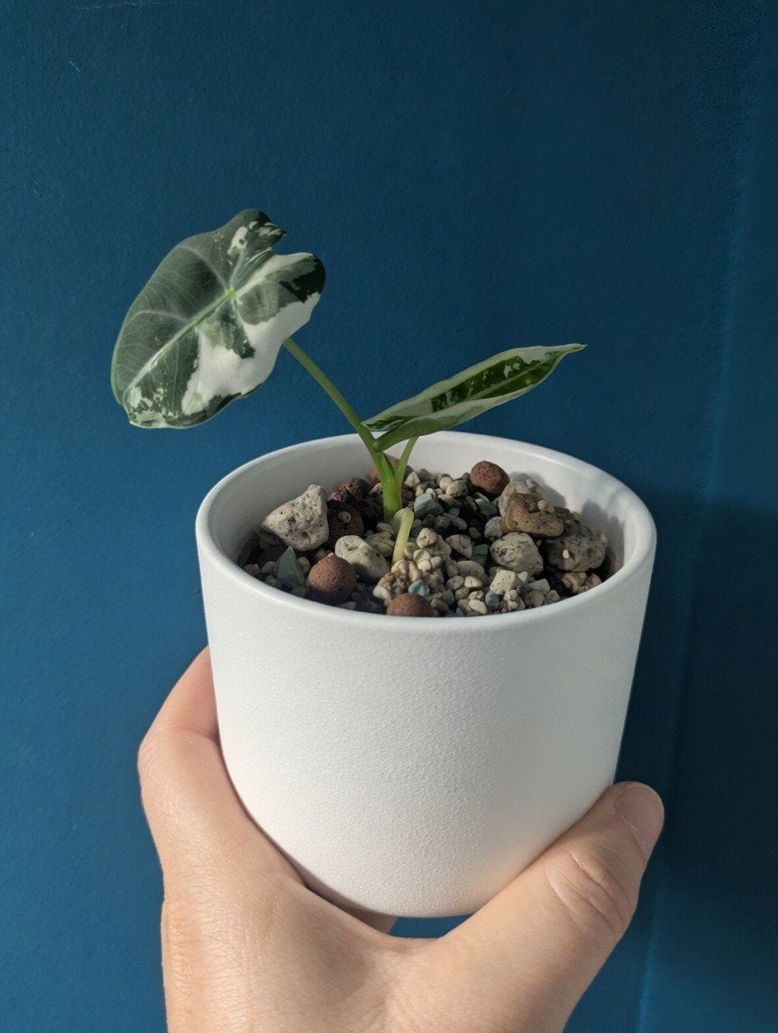 Alocasia Frydek variegata babyplantje, Ophalen of Verzenden, Halfschaduw, Minder dan 100 cm