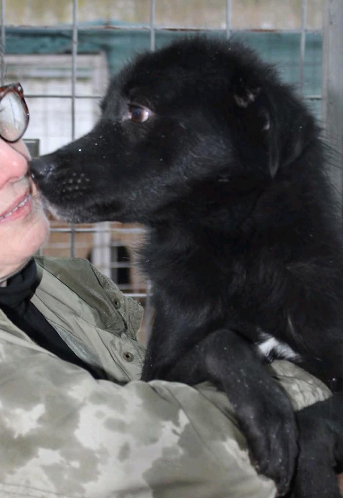Lieve zachtaardige Dante ter adoptie!, Particulier, Reu, Buitenland, Eén hond
