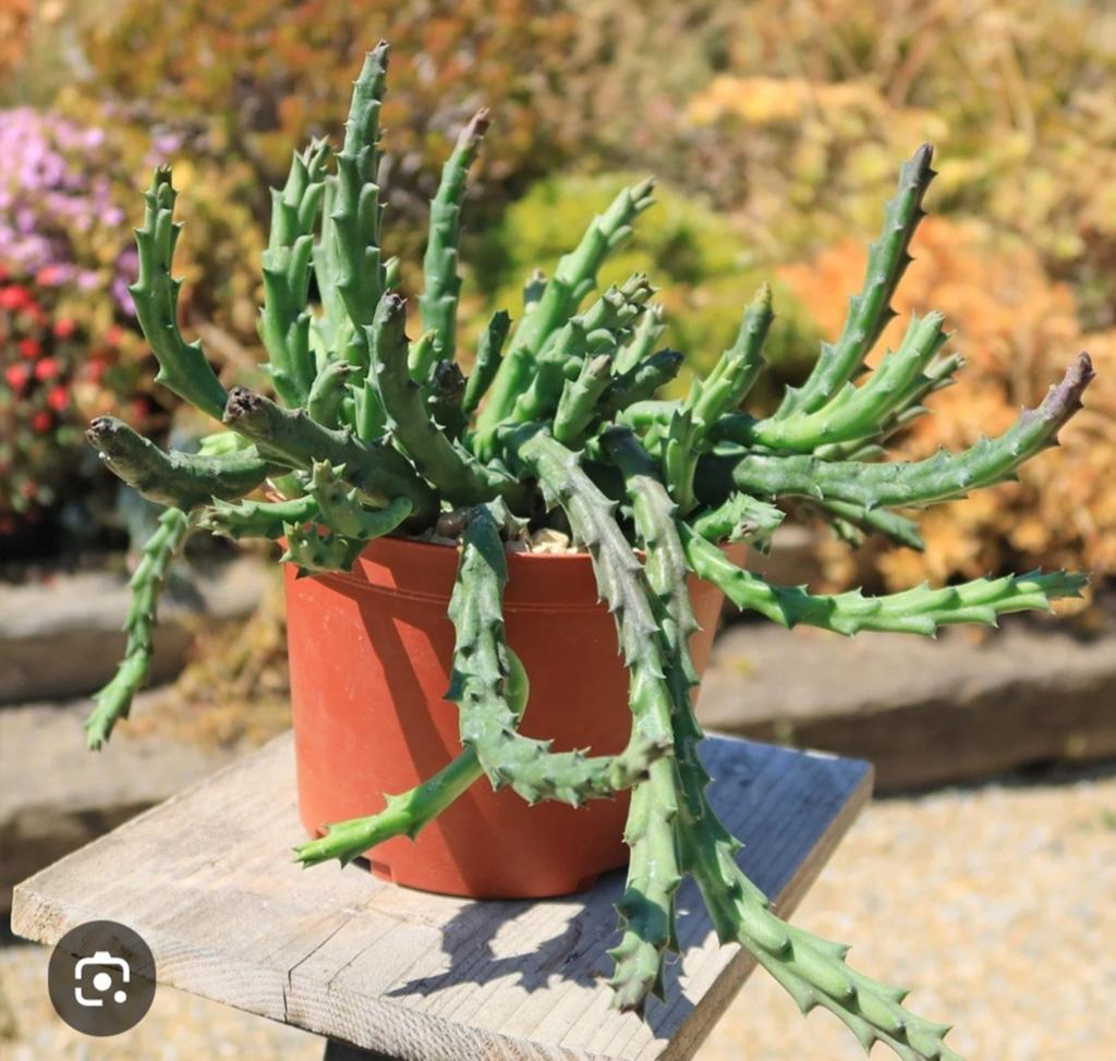 Gezocht: Stapelia (aasbloem) plantjes of stekjes, Huis en Inrichting, Ophalen of Verzenden