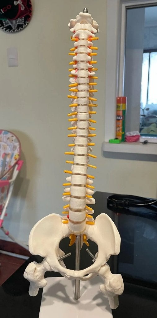 Wervelkolom Menselijk Anatomie Model / School Botten Medisch, Diversen, Schoolbenodigdheden, Verzenden, Nieuw