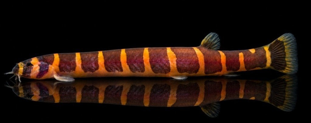 Pangio myersi – Indische modderkruiper XXL - Koidreams, Vis, Zoetwatervis