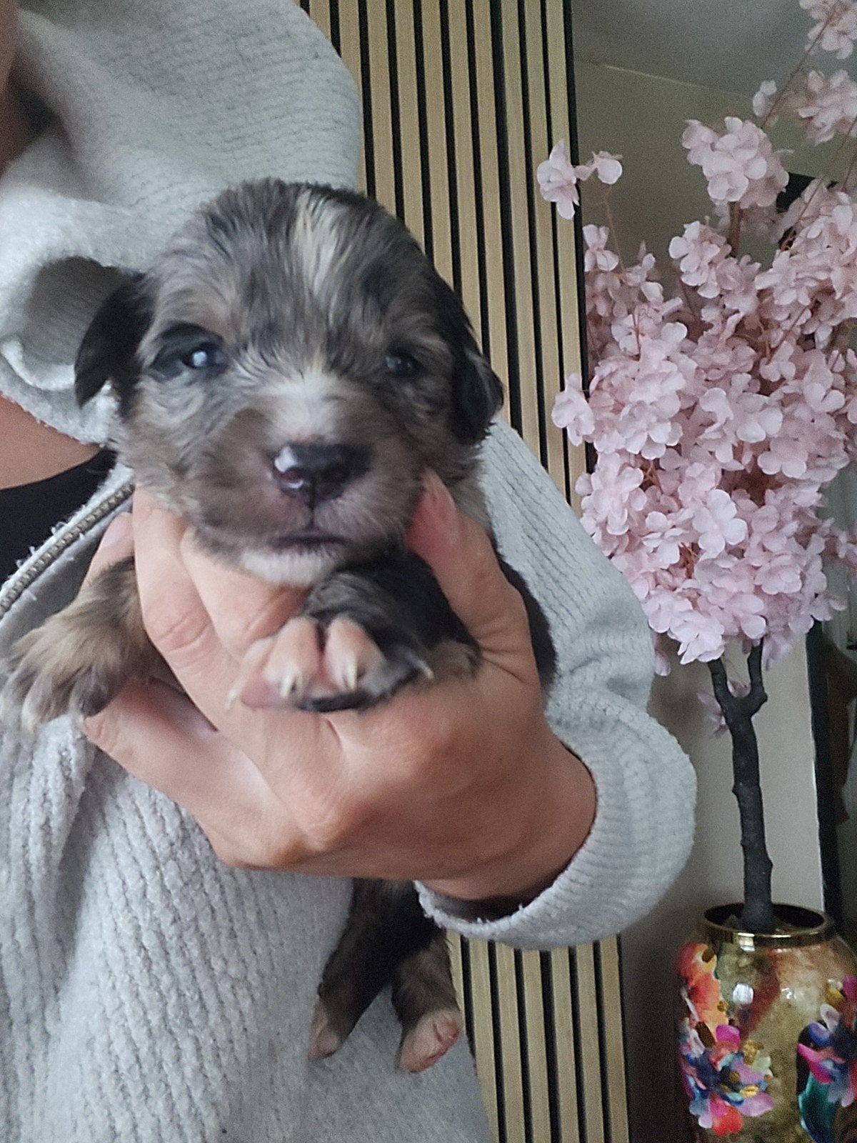 Prachtig nestje australian shephard x golden retriever, Dieren en Toebehoren, Honden | Retrievers, Spaniëls en Waterhonden, Golden retriever