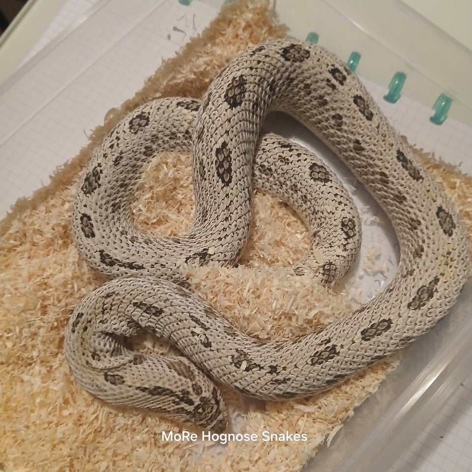 Hognose (Heterodon Nasicus)NK26 en een bewezen kweekkoppel Hognose Snake - male for sale from Erwin Moons