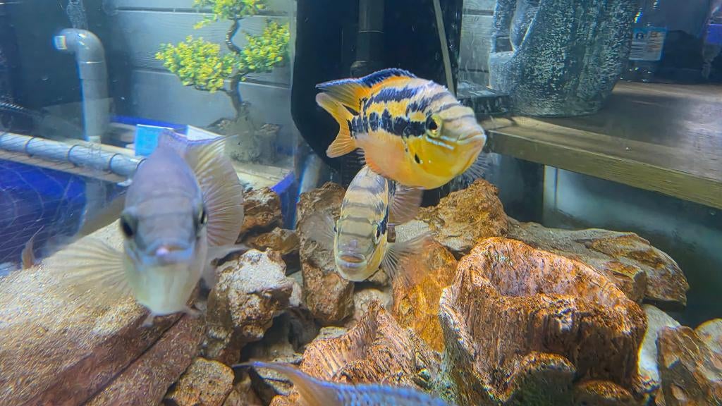 Salvini chicliden, Dieren en Toebehoren, Vissen | Aquariumvissen, Vis, Zoetwatervis