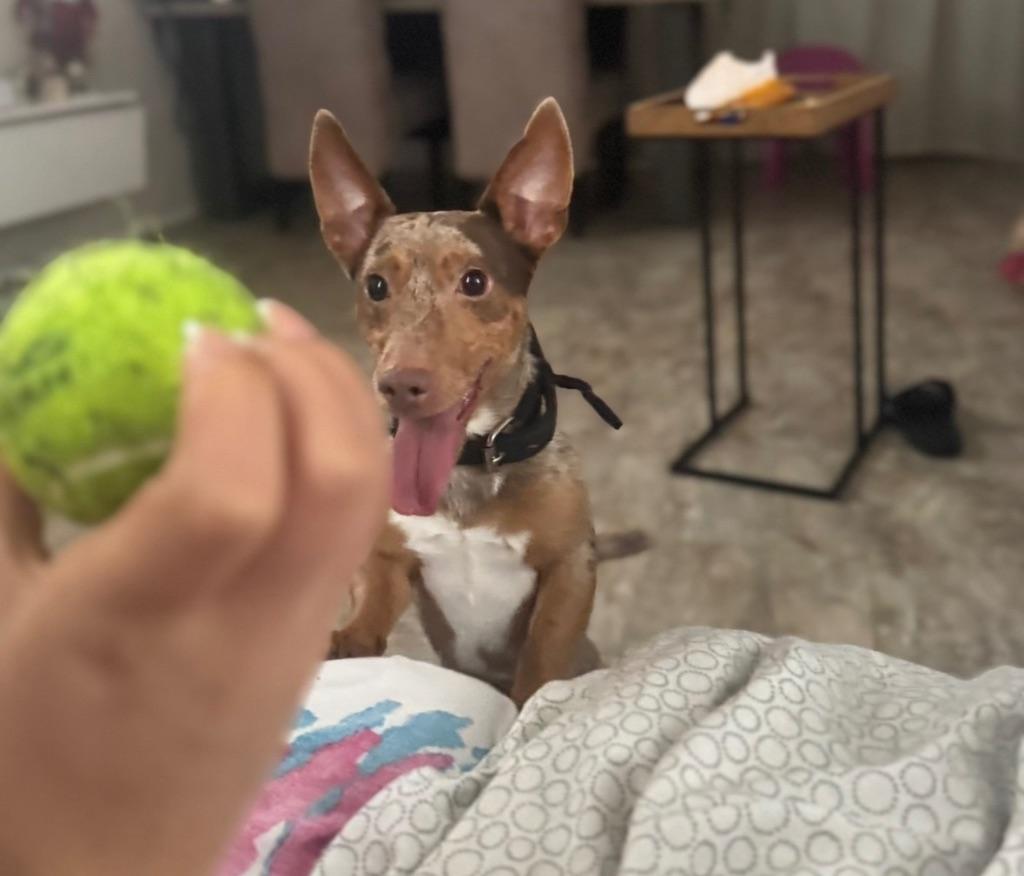 Dekreu Jack Russel, Dieren en Toebehoren, Honden | Jack Russells en Terriërs, Jack Russell Terriër, Reu, Eén hond, 3 tot 5 jaar
