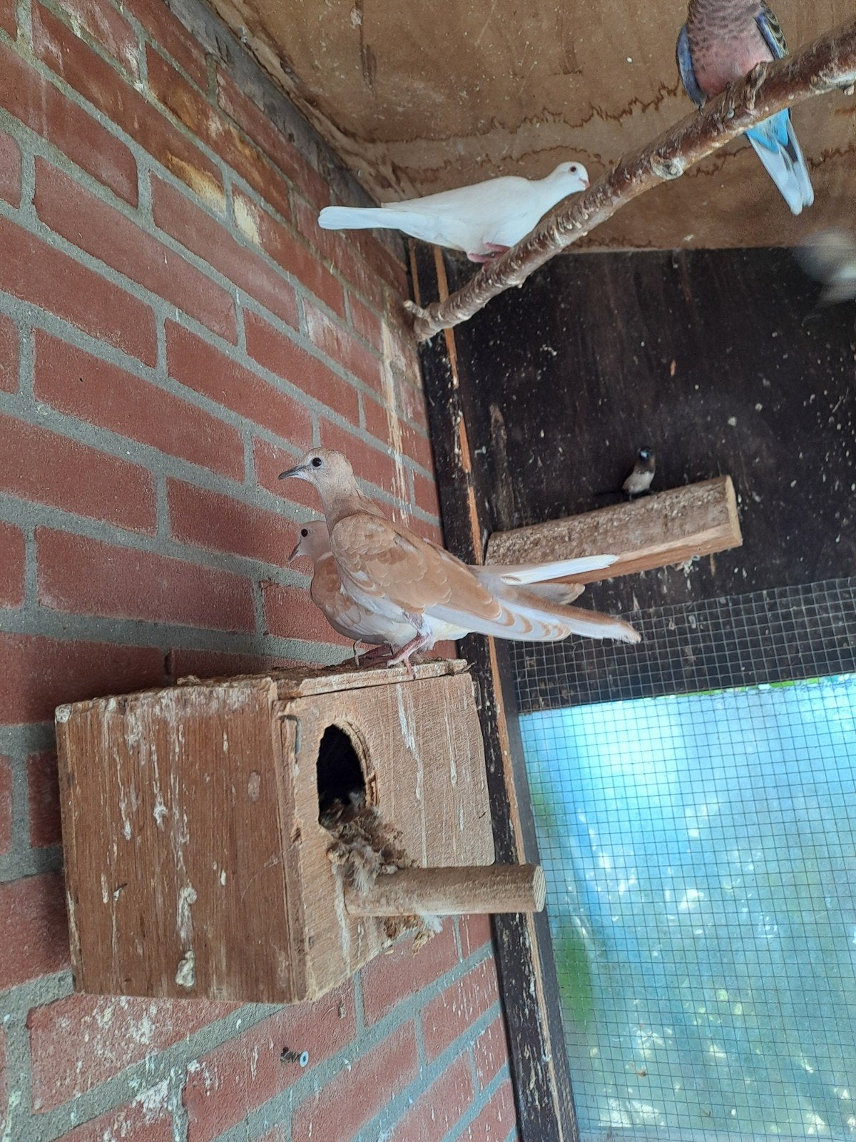 jonge tortelduifjes, Meerdere dieren