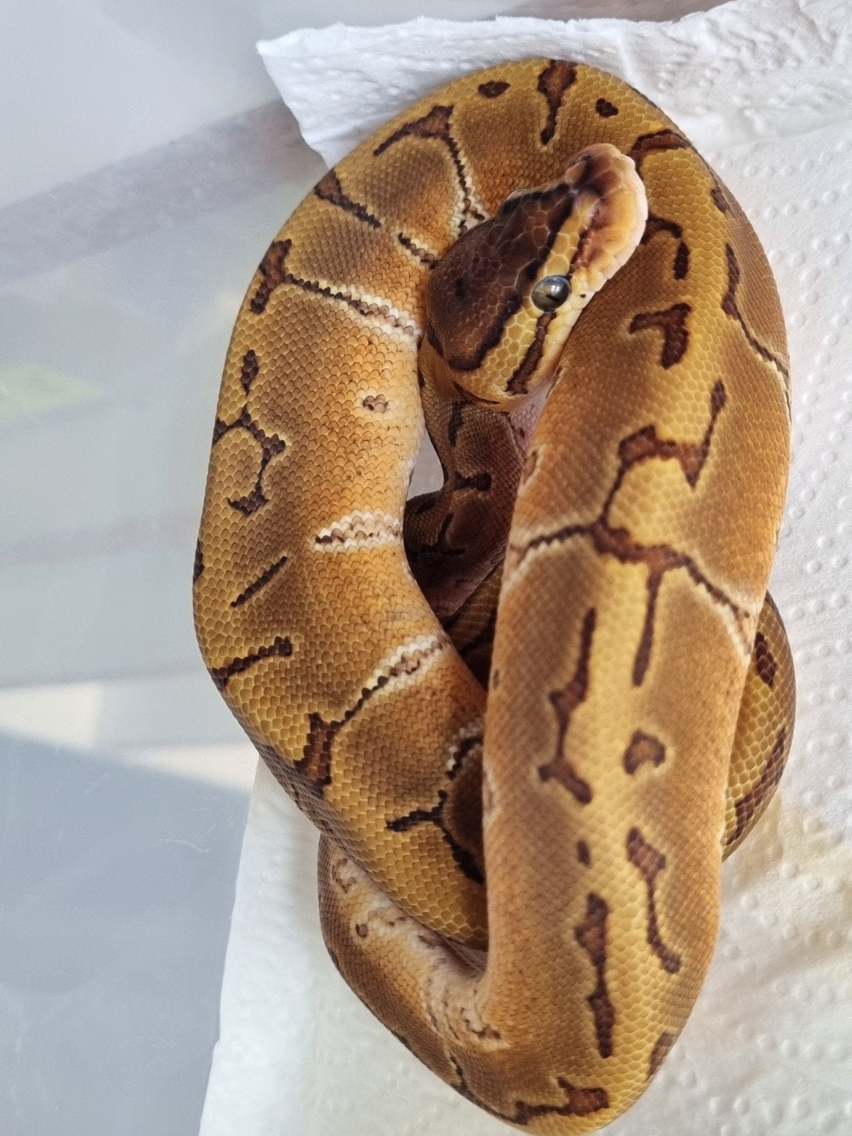 0.1 special enchi pinstripe het piebald Ball Python photo 2