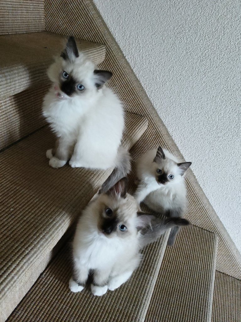 Ragdoll kittens mogen nu naar n nieuw huis/ poesjes / raskat, Poes, Ontwormd, 0 tot 2 jaar