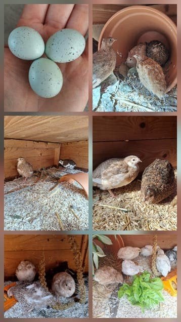 kwartels 3 haantjes, Dieren en Toebehoren, Pluimvee, Mannelijk, Overige soorten