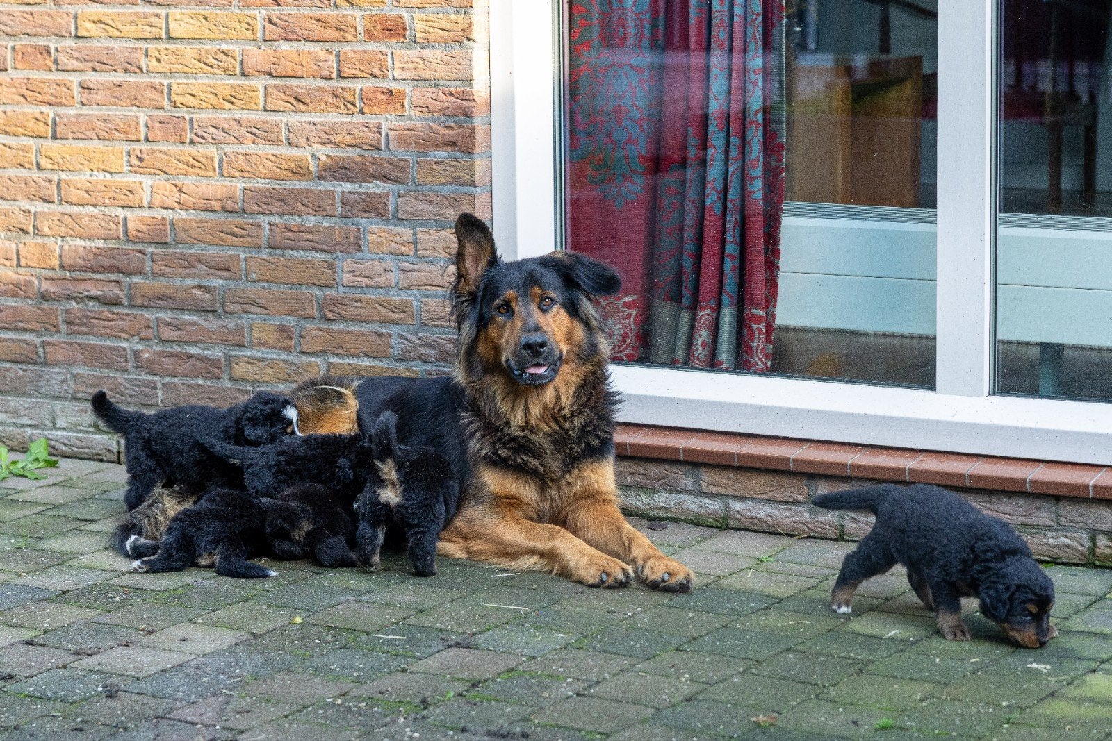 prachtige kruising berner sennen pups, 8 tot 15 weken, Meerdere, Meerdere dieren, Nederland