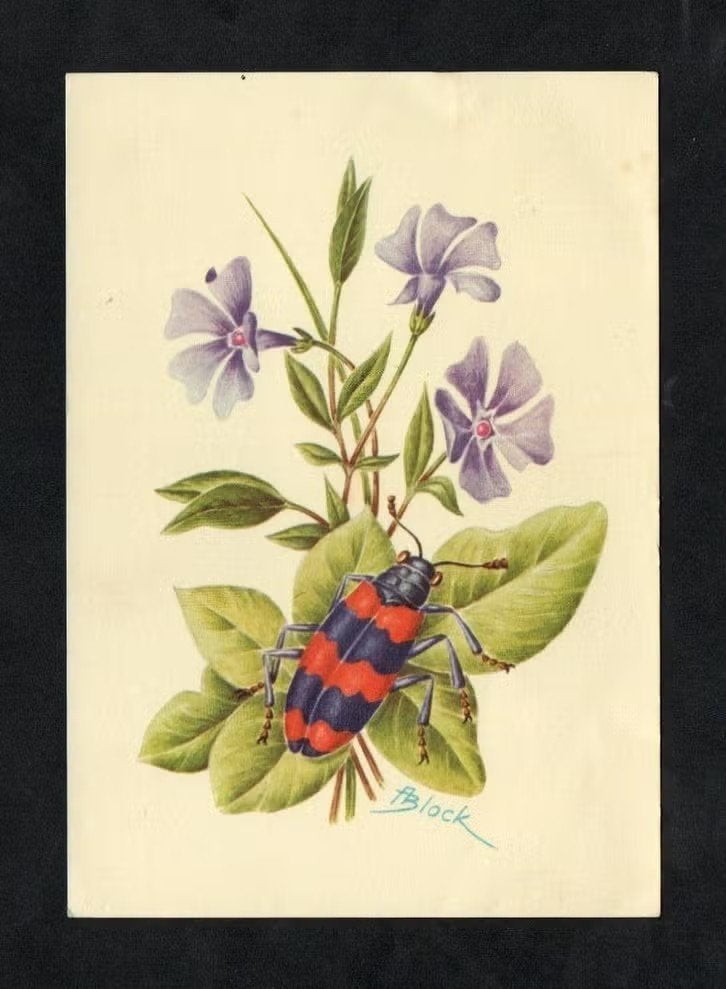 Insect Bijenwolf Bijenkever Trichodes Apiarius Kever., Ophalen of Verzenden, 1960 tot 1980, Ongelopen, Overige soorten