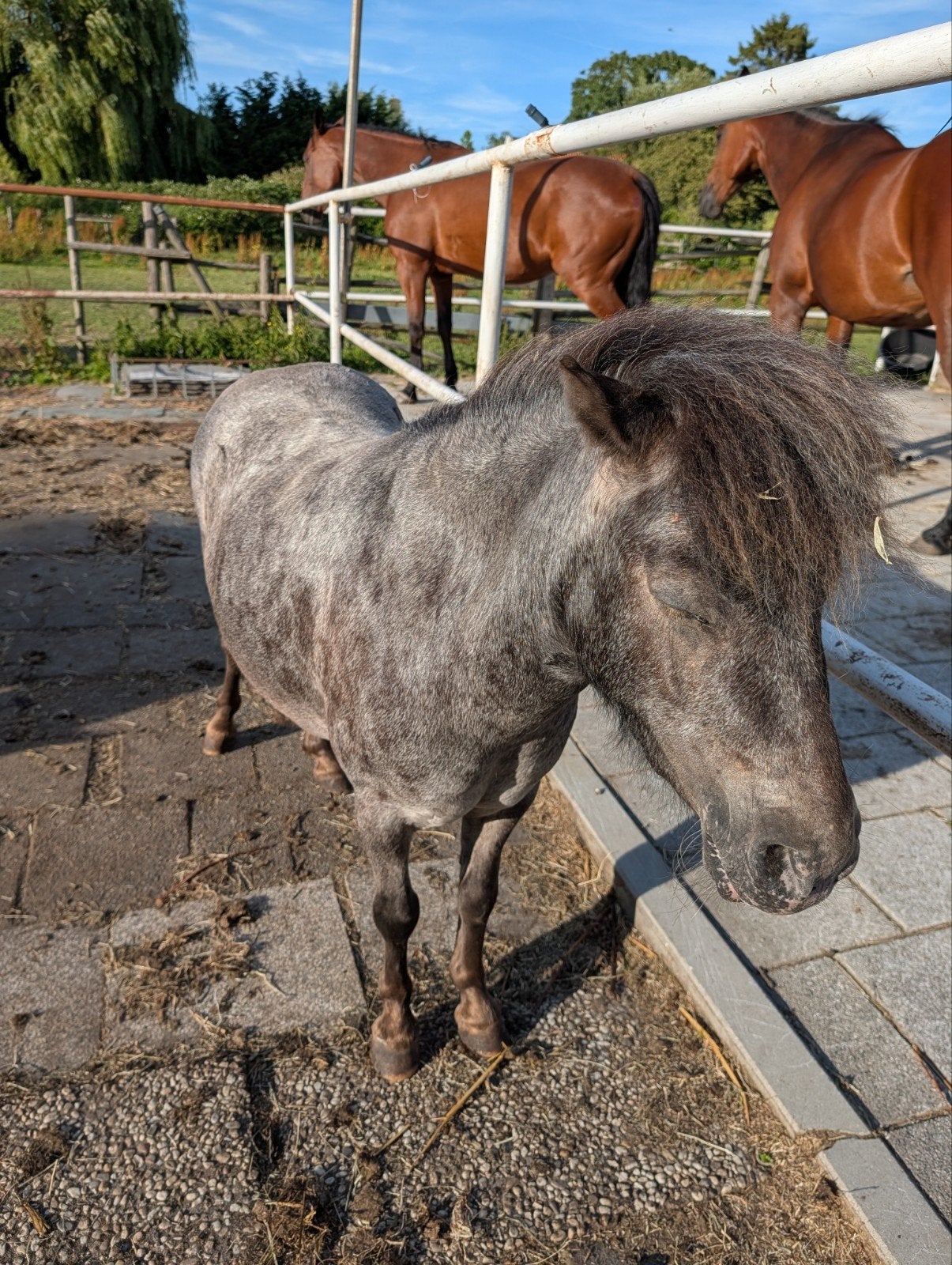 Gezocht pensionstalling mini/Shet ongeveer 8 km vanaf Osdorp, Weidegang, 1 paard of pony